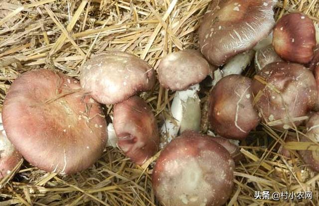 你家的牛粪别扔了，牛粪和稻草就能种出高产蘑菇来，你学会了吗？