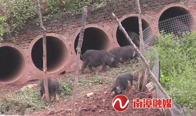 南漳大山村：生态养殖藏香猪 走出特色致富路