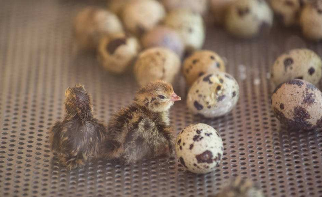 鹌鹑除了自然孵化，还可以用这5种人工方法，禽类都能用，有意思