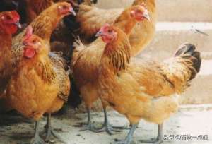 肉鸡养殖规划(如何设计肉鸡场建设规模以及如何选择肉鸡饲养方式？)