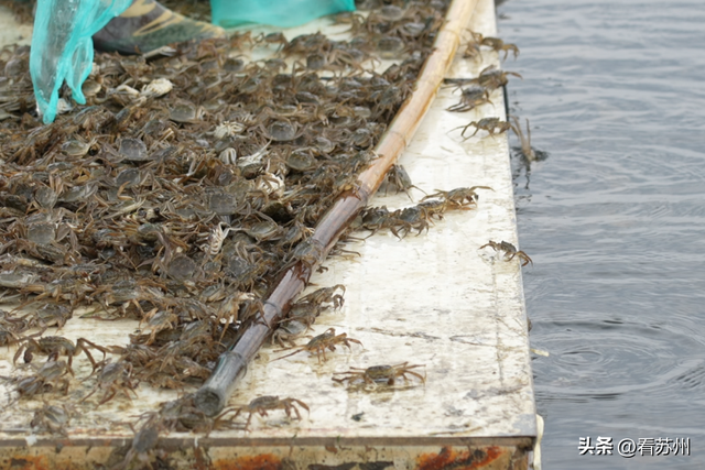 今年昆山预计总放养蟹种60万公斤