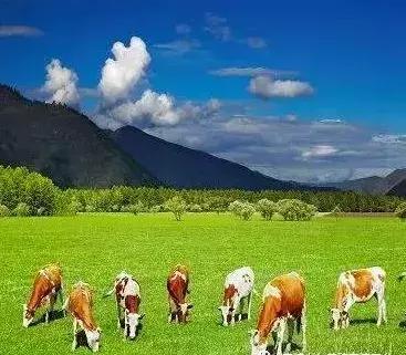 澳大利亚的牛、羊是如何饲养的！吊炸天！！！