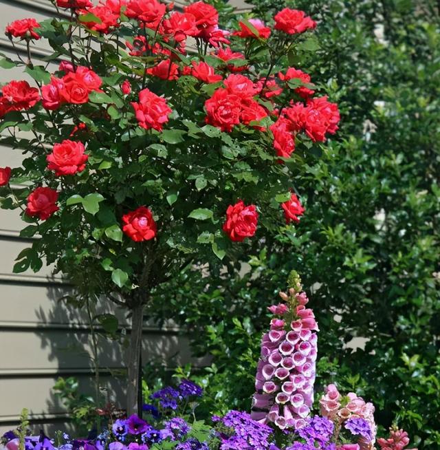 在家盆栽“玫瑰花”，掌握11个诀窍，保证满盆绽放