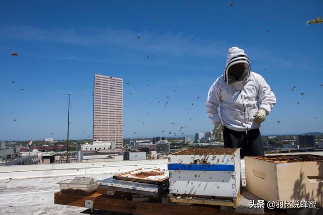 在屋顶也能养殖蜜蜂？城市养蜂的10个技巧，新手一分钟学会养蜂