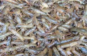 河虾养殖条件(河虾适合什么水质养殖？需要什么注意的？又该怎么清理虾池？)