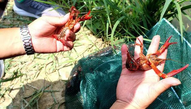 小龙虾家庭小型无土养殖，投入少，管理简单，一年可以捕捞9次