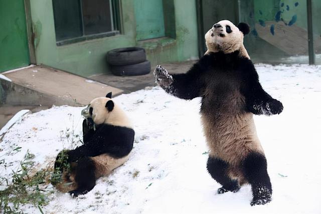 熊猫经历了啥？为何从凶猛的食铁兽，成了“以卖萌为生”的国宝？