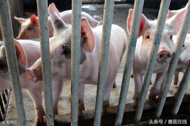 养猪怎样合理安排四阶段饲养和五阶段饲养，促进猪场利益！