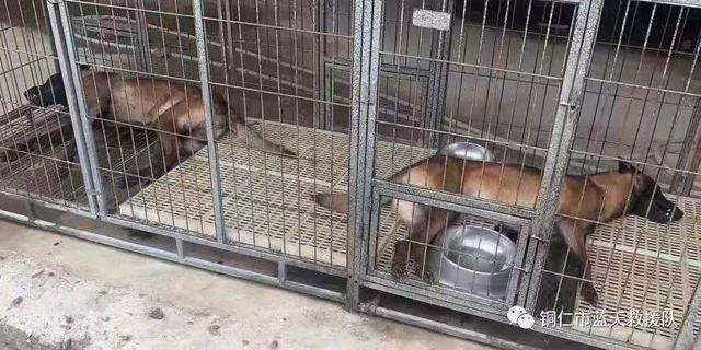 贵州铜仁蓝天救援队两只搜救犬疑被毒死，警方介入调查