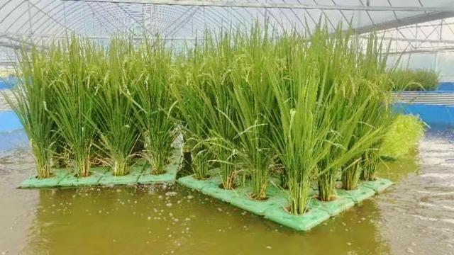息县长陵乡：稻鱼种养新模式，水稻“长”在鱼塘上