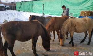 矮马养殖场报价(养殖筑起致富梦，新疆23岁小伙有个小型“动物园”)