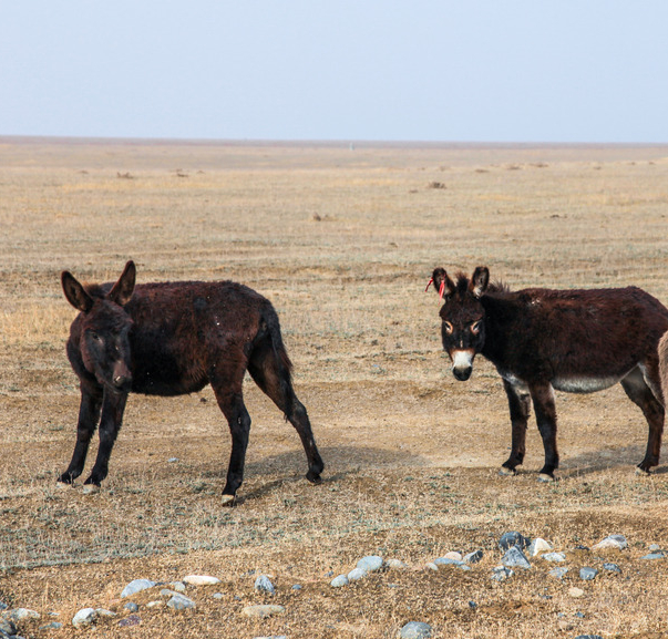 新疆驴如何饲养，管理上有什么特别要求，养殖技术介绍