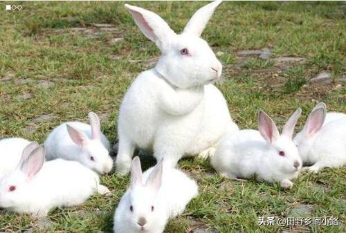 兔子养殖技术重点，告诉你如何养好兔？