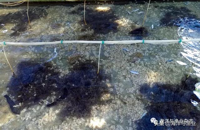与玉足海参、江蓠工厂化混养 方斑东风螺成活率提高10%