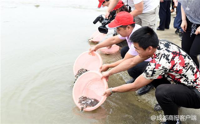 鲢鱼、鳙鱼、鲫鱼……成都150万尾鱼苗放生崇州西河