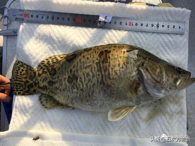 一篇说全黑龙江省经济鱼类“三花五罗十八子”，建议收藏！