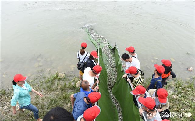 鲢鱼、鳙鱼、鲫鱼……成都150万尾鱼苗放生崇州西河