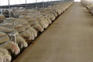 肉羊养殖前景分析(农村养羊市场前景分析)