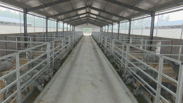 青山羊育种养殖基地 成功引入首批300多只原种青山羊
