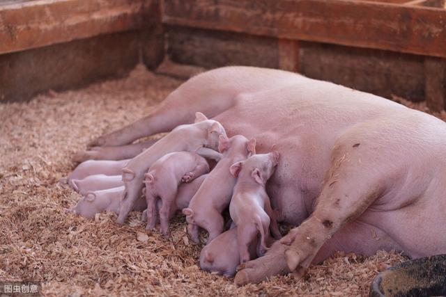 农民伯伯讲述在乡下饲养老母猪的管理要点，增加养殖效益