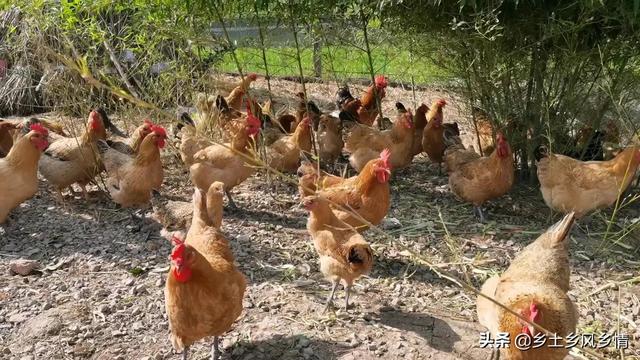 六旬老农养土鸡，土鸡蛋卖2元一个，200只鸡可赚2万