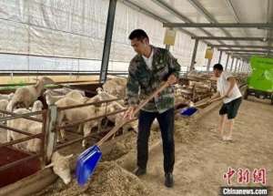 江西肉羊养殖场(（乡村行·看振兴）湖羊养成“致富羊” 江西南昌打造乡村振兴新引擎)