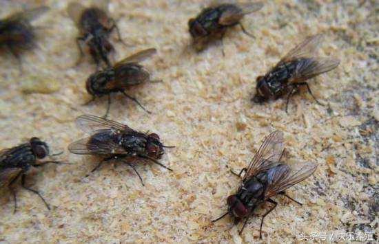 养牛场消灭蚊蝇正当时，现在灭一只等于灭几十万只！