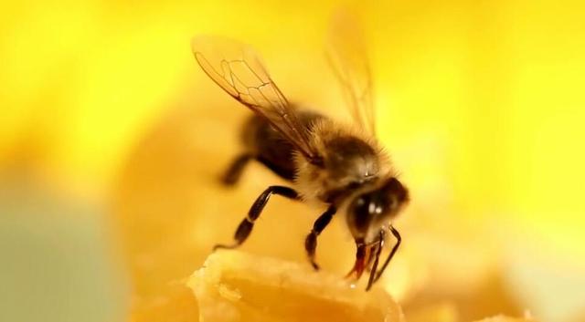 视频丨一只中华小蜜蜂的甜蜜之旅