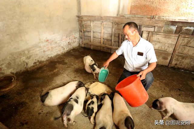 河南滑县：饲养藏香猪 成了“香饽饽”