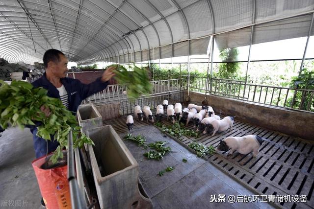 养殖巴马香猪的圈舍建设，香猪价格行情及猪崽疫情的防控办法