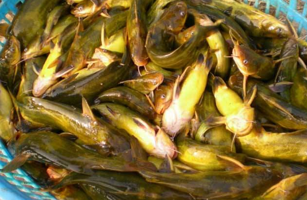 黄颡鱼人工养殖方法