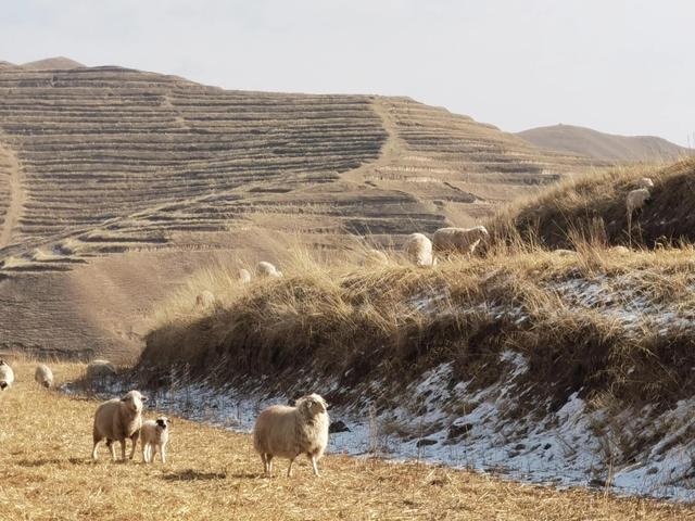 2022年在农村养殖60只小尾寒羊，利润如何？是时候清醒了