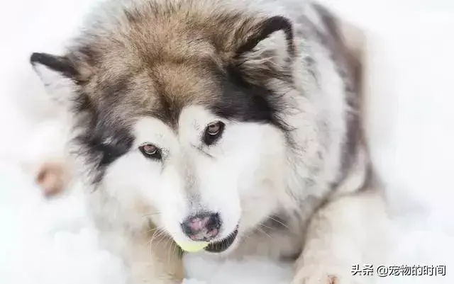 阿拉斯加雪橇犬养殖