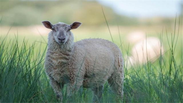 如何提高绵羊产毛量？如何提高绵羊羊毛的质量和质感？本文讲解