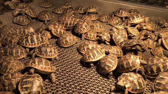 赫曼陆龟，一只大众陆龟，新手可以随便养殖体型比较小好动的陆龟