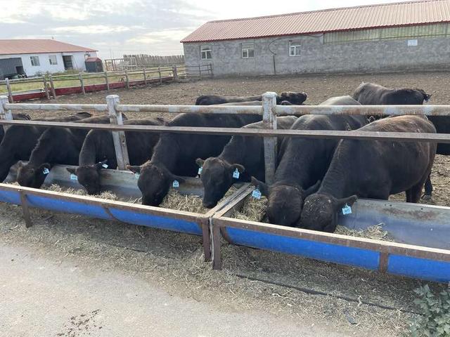 塔城农村“深藏”万亩高品质牛肉生产基地