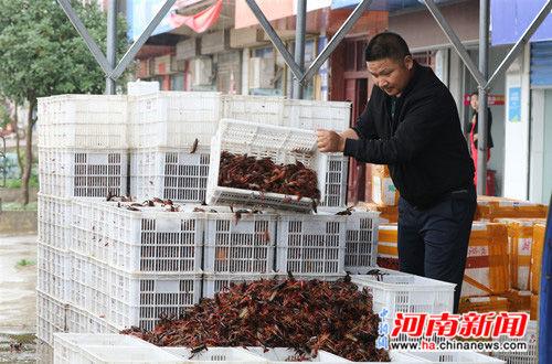 河南光山县：小龙虾销售带动乡亲就业