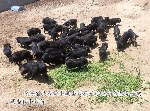 一家来自青藏高原的藏香猪合作社