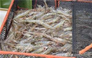 淡水青虾养殖技术(淡水虾养殖技术，如何才能养好淡水虾)