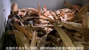 王蛇幼蛇养殖视频(记录眼镜王蛇的孵化和饲养#爬宠日常)