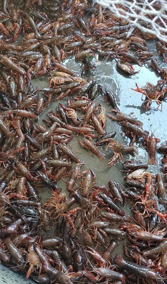 小龙虾家庭小型无土养殖，投入少，管理简单，一年可以捕捞9次