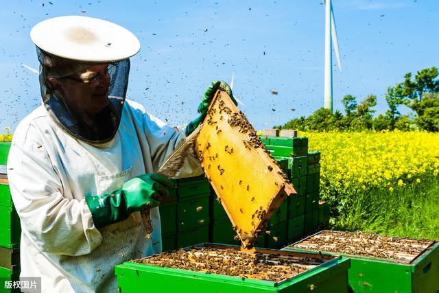 我国养蜂业现状及前景分析，养蜂业未来潜力巨大，但出路在何方？