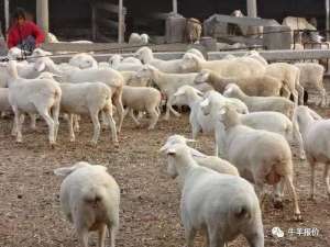 圈养绵羊养殖(养羊是圈养好还是放养好？如何给羊补充精料？)