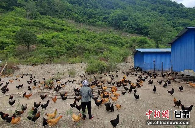 陇南康县：林下“生态鸡” 叩响“致富门”