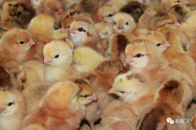 江门海和：专注优质国鸡改良育种，年出栏肉鸡400万羽