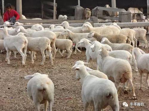 养羊是圈养好还是放养好？如何给羊补充精料？
