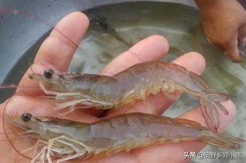 淡水虾养殖技术，如何才能养好淡水虾