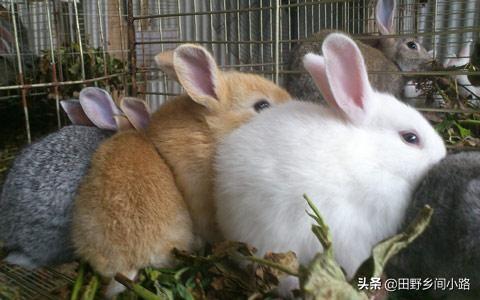 兔子养殖技术重点，告诉你如何养好兔？