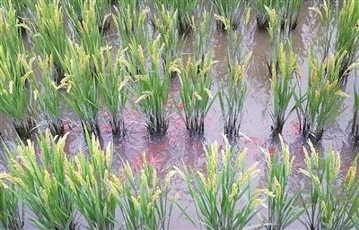 崇明田间养殖稻花鱼让“两无化”水稻增产增收