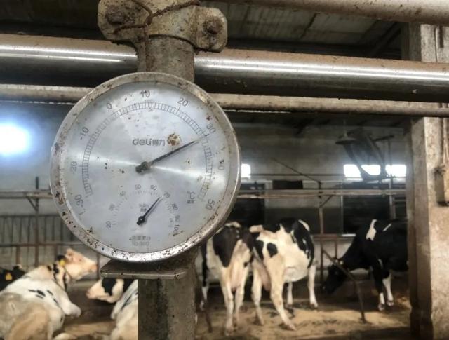 喷淋、水帘墙系统已开启，嘉定奶牛场这样为奶牛防暑降温